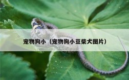 宠物狗小（宠物狗小豆柴犬图片）